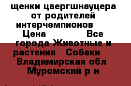 щенки цвергшнауцера от родителей интерчемпионов,   › Цена ­ 35 000 - Все города Животные и растения » Собаки   . Владимирская обл.,Муромский р-н